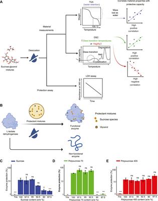 The effect of sucrose polymer-size on glass transition temperature, glass former fragility, and water retention during drying